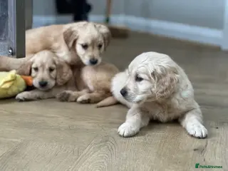 Golden Retriever dogs Health Tested Pedigree Golden Retriever Puppies - Advert 3