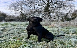 Labrador Retriever dogs for stud: KC registered, health checked, proven stud dog! in Radstock - Image 1