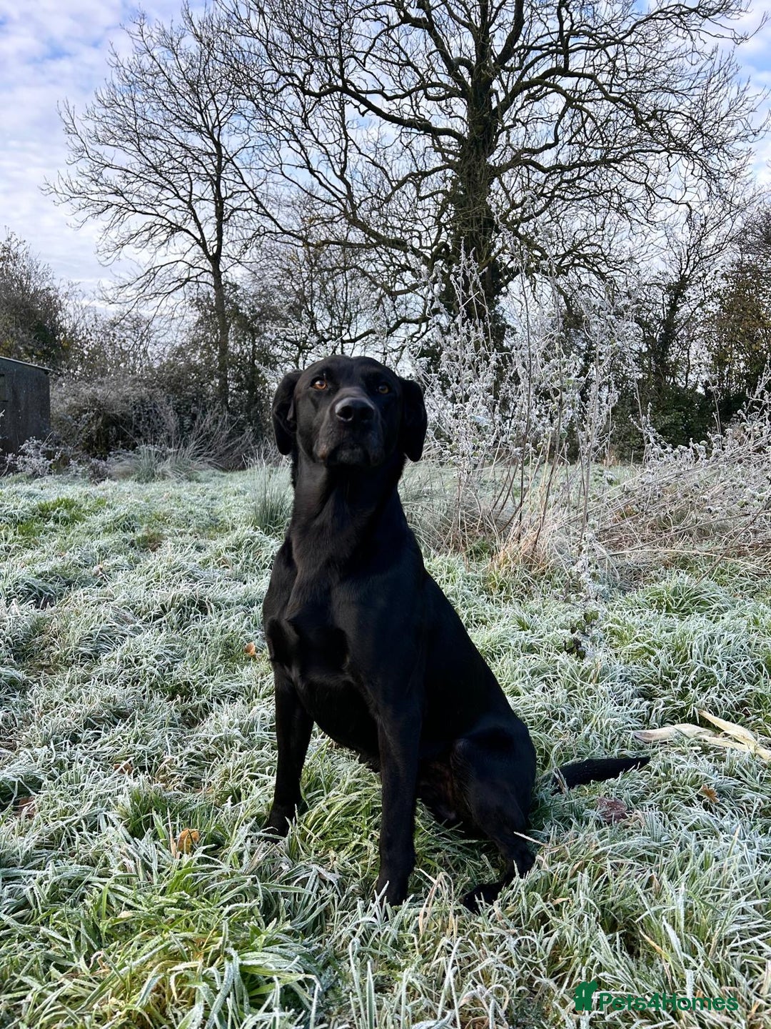 Labrador Retriever dogs for stud: KC registered, health checked, proven stud dog! in Radstock - Image 1