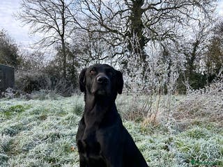 Labrador Retriever dogs KC registered, health checked, proven stud dog! in Radstock - Advert 18