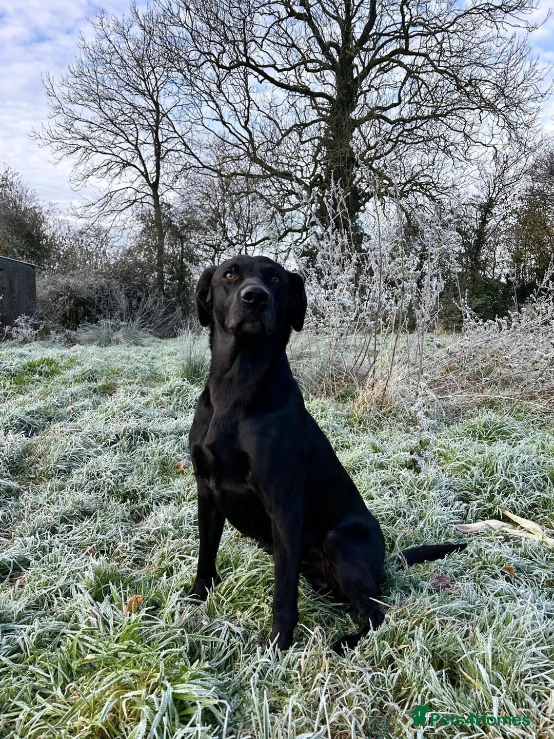 Labrador Retriever dogs for stud: KC registered, health checked, proven stud dog! in Radstock - Advert 1