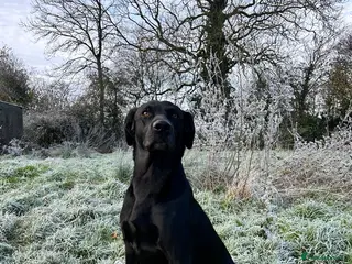 Labrador Retriever dogs KC registered, health checked, proven stud dog! in Radstock - Advert 7