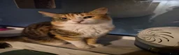 Mixed Breed cats for sale: Norwegian Forest Cat X Kittens  - Advert 1