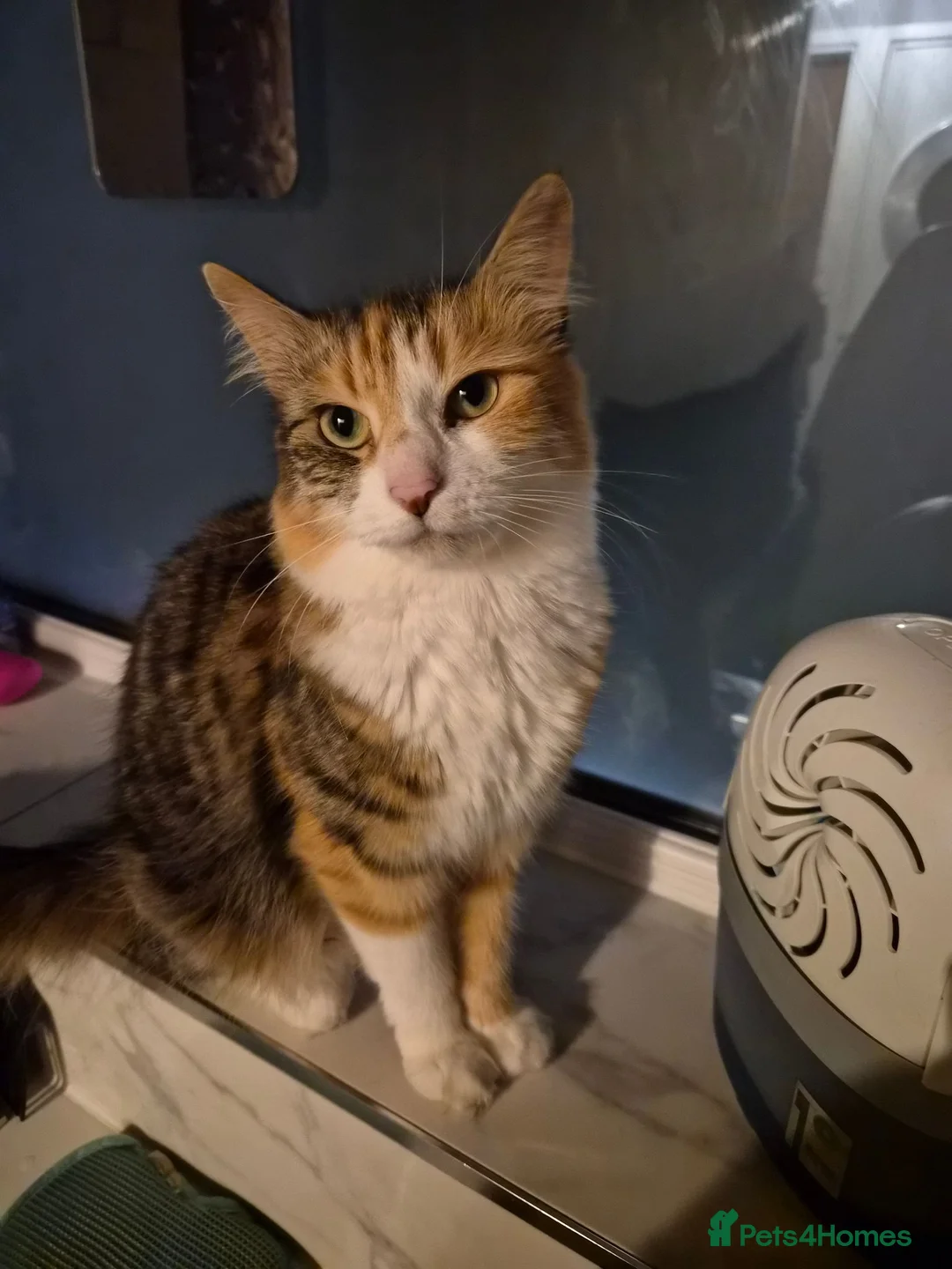 Mixed Breed cats for sale: Norwegian Forest Cat X Kittens  - Advert 1