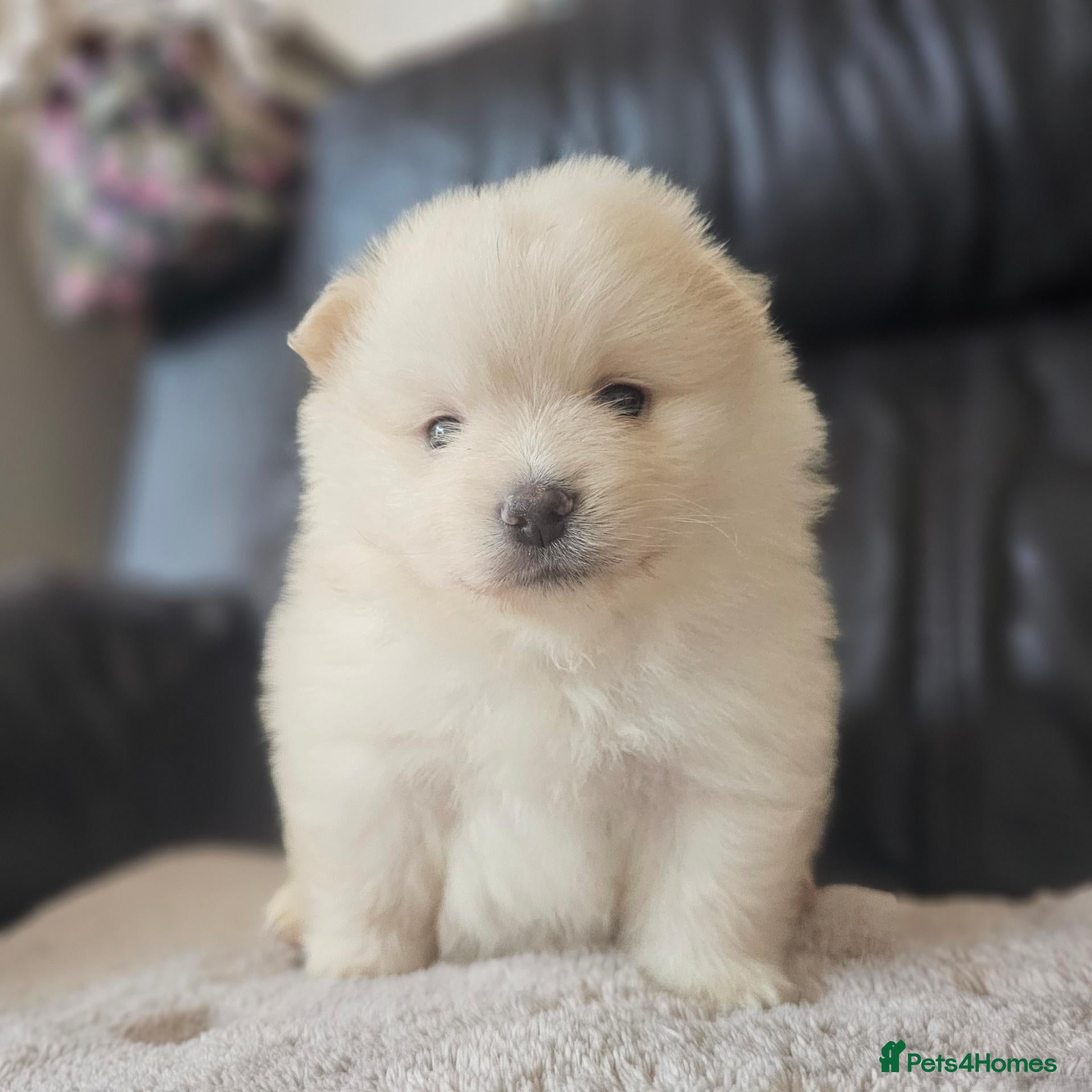 Pomeranian dogs Beautifull litter of full pomeranians - Advert 18