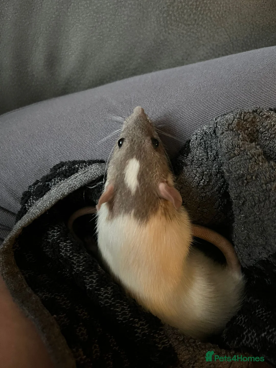 Rat rodents for sale: 2 feme Dumbo rats  in Wakefield - Advert 11