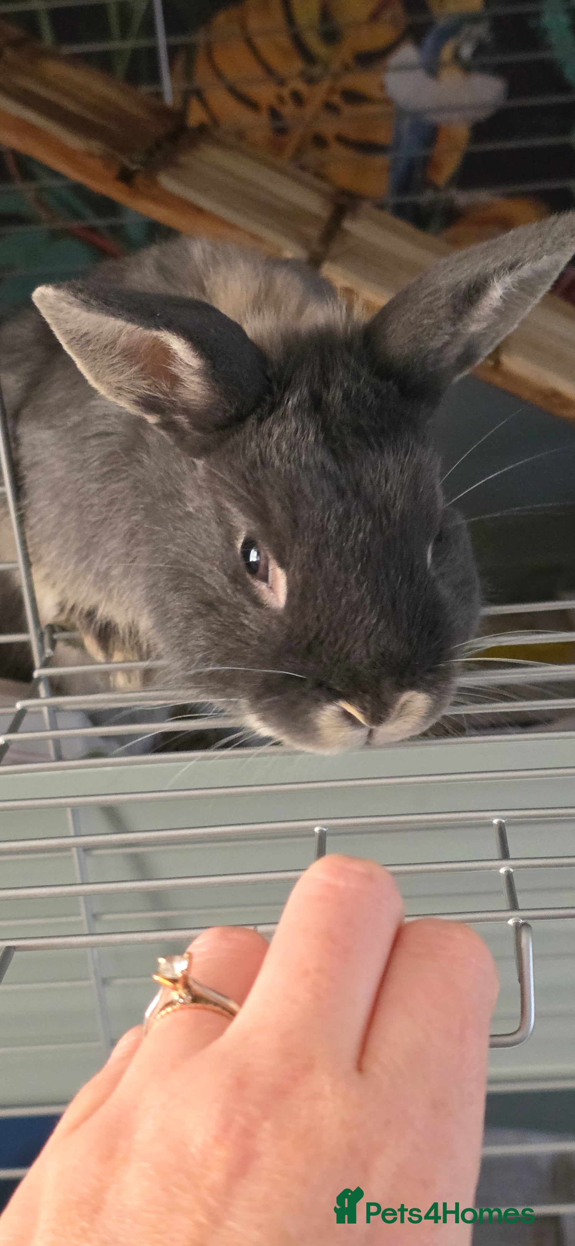 Mini Lop rabbits Male mini lop - Advert 5