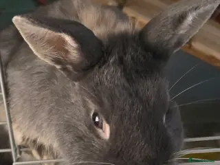 Mini Lop rabbits Male mini lop - Advert 5