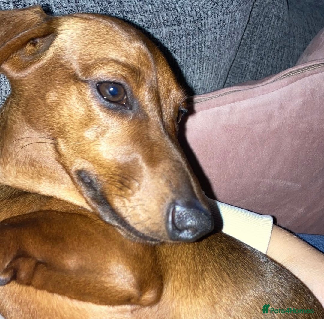 Miniature Dachshund dogs for sale: 2 x Miniature dachshund  - Image 21
