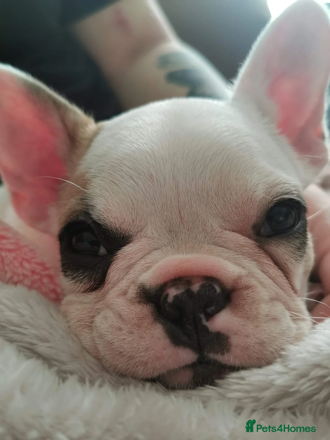 French Bulldog dogs for sale: Female white pied French bulldog  in Wallasey - Advert 2