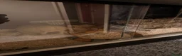 Corn Snake reptiles for sale: Corn Snake in Glasgow  in Glasgow - Advert 5