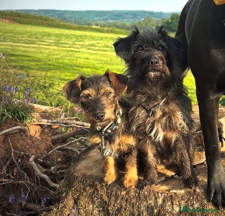 Mixed Breed dogs Mother and daughter  - Advert 3