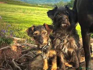 Mixed Breed dogs Mother and daughter - Advert 6