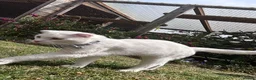Scottish Fold cats for sale: Pure white Scottish Fold Dobby & odd eye Cyclops  - Advert 19