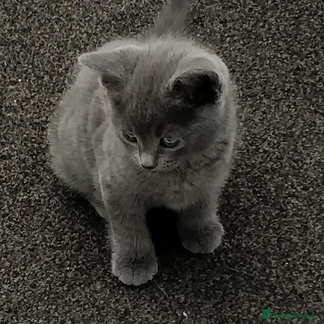 Russian Blue cats Absolutely beautiful Russian Blue Kittens 8 weeks - Advert 1
