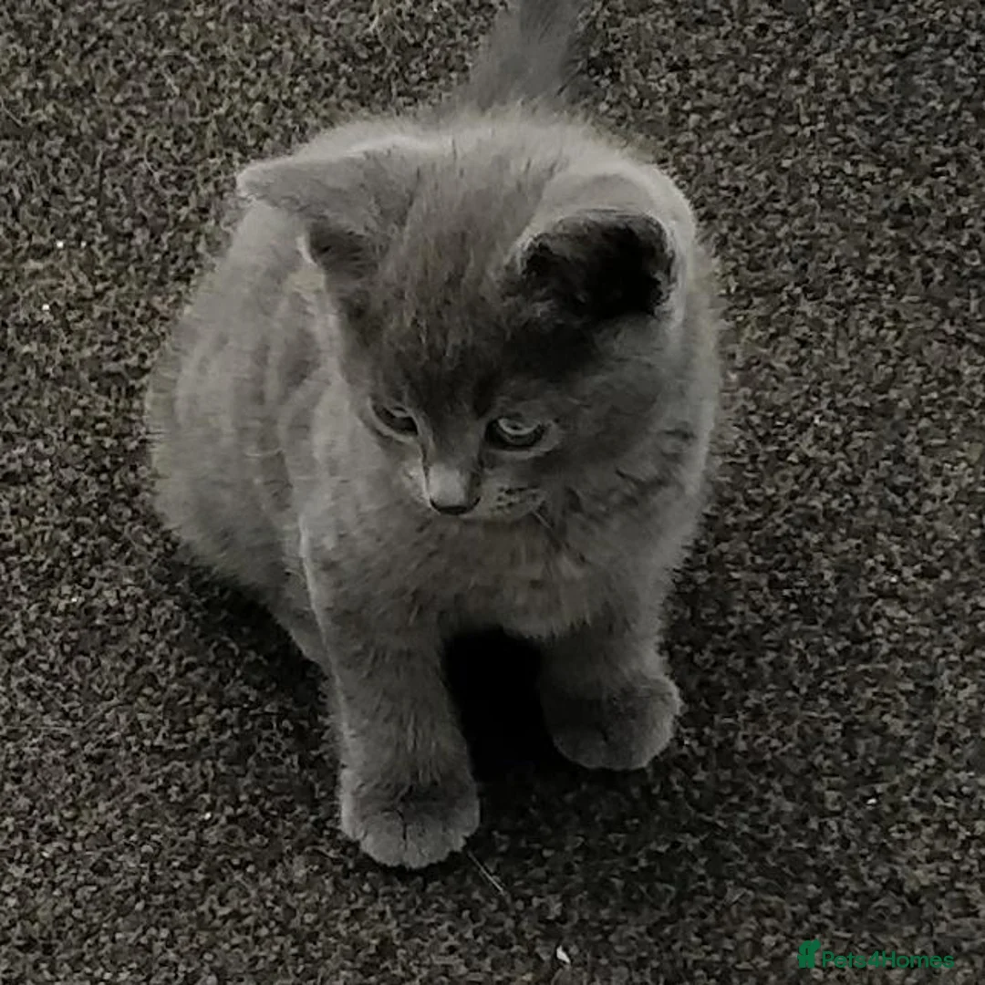 Russian Blue cats for sale: Absolutely beautiful Russian Blue Kittens 8 weeks - Advert 1