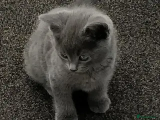 Russian Blue cats Absolutely beautiful Russian Blue Kittens 8 weeks - Advert 1