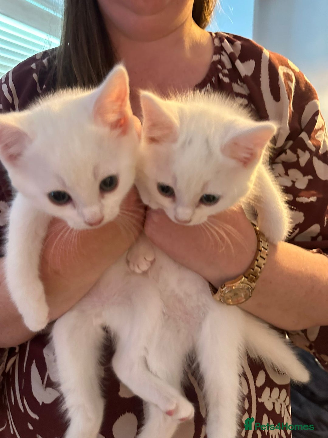 British Shorthair cats for sale: 8 Beautiful short haired kittens - Image 7