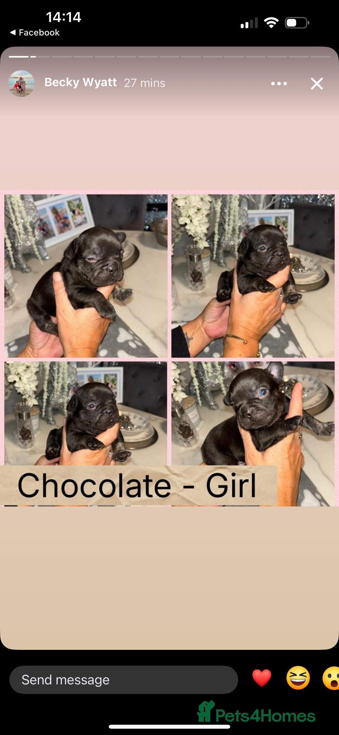 French Bulldog dogs for sale: KC French bulldog  - Image 12