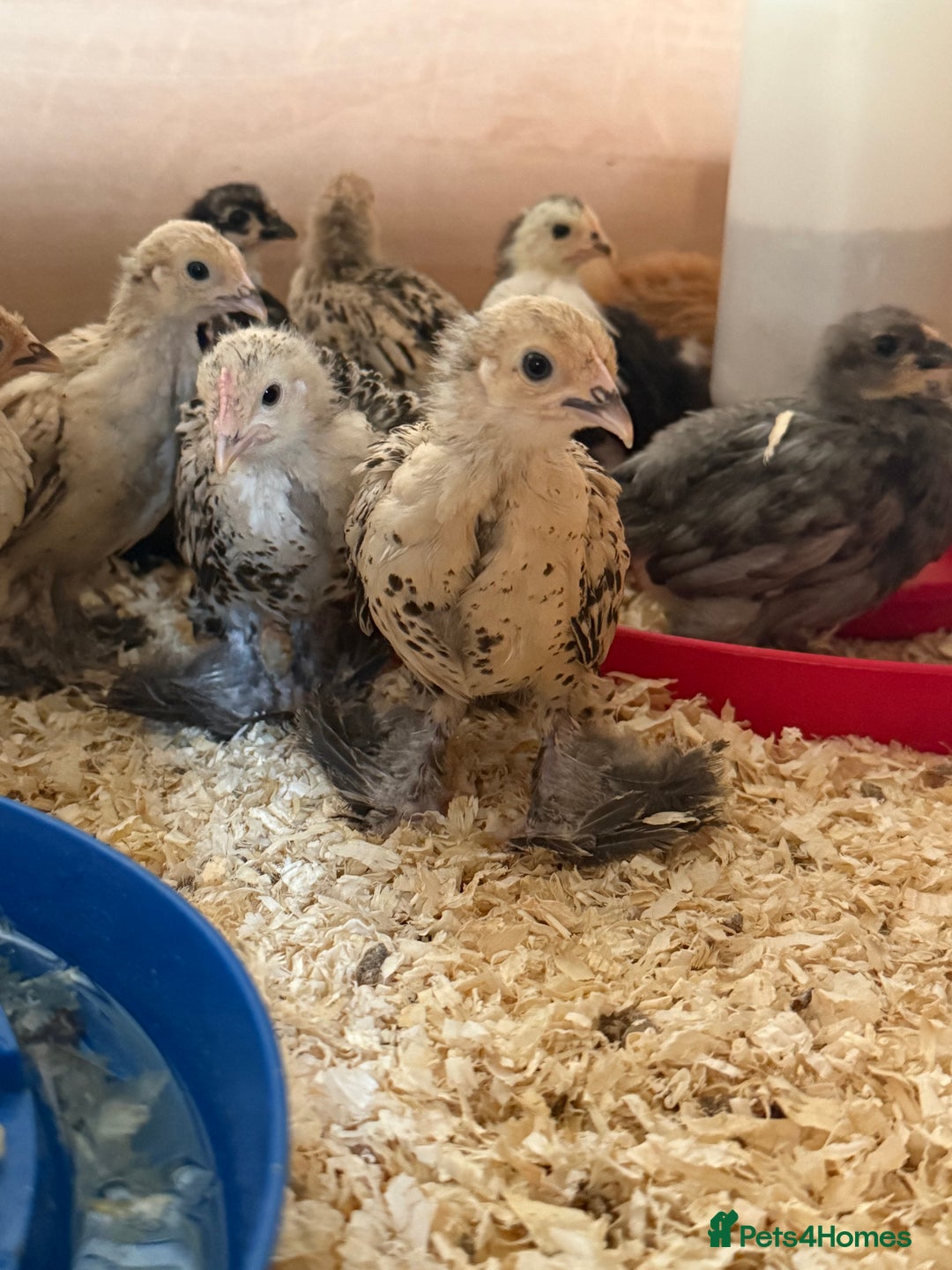 Chickens poultry for sale: 6 week old chicks for sale  - Image 6