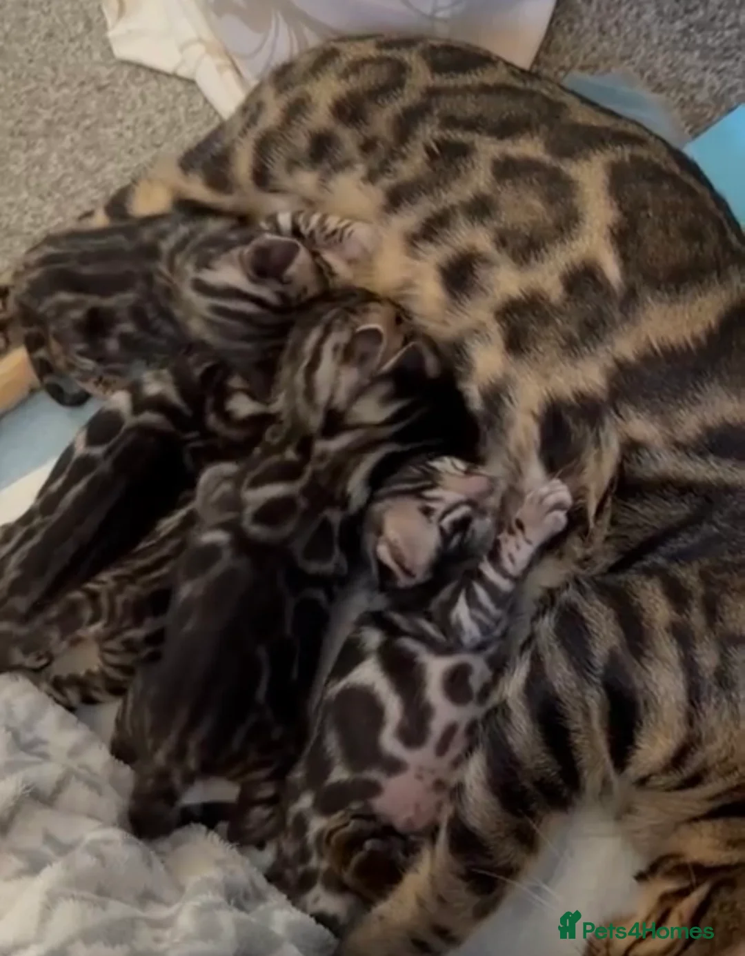 Bengal cats for sale: Beautiful Bengal babies  - Advert 8