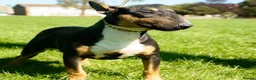 Bull Terrier dogs for sale: Beautiful Quality KC English Bullterrier Puppies - Advert 7