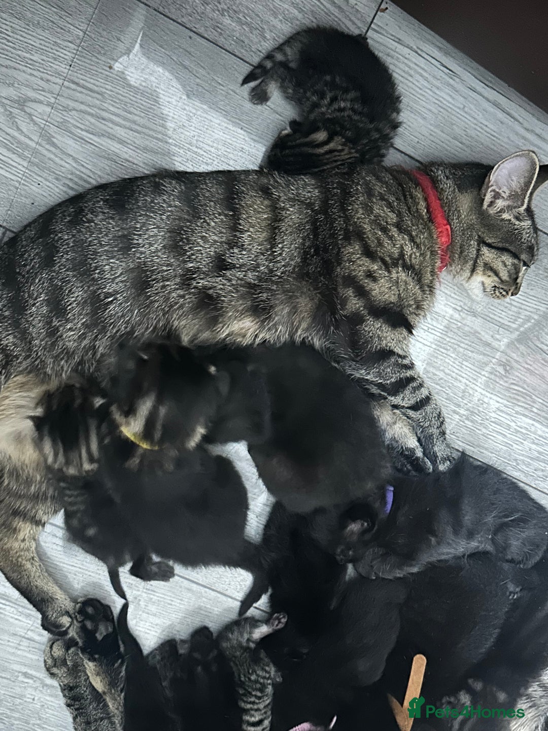 Domestic Shorthair cats for sale: Lovely tabby and black kittens - Image 7