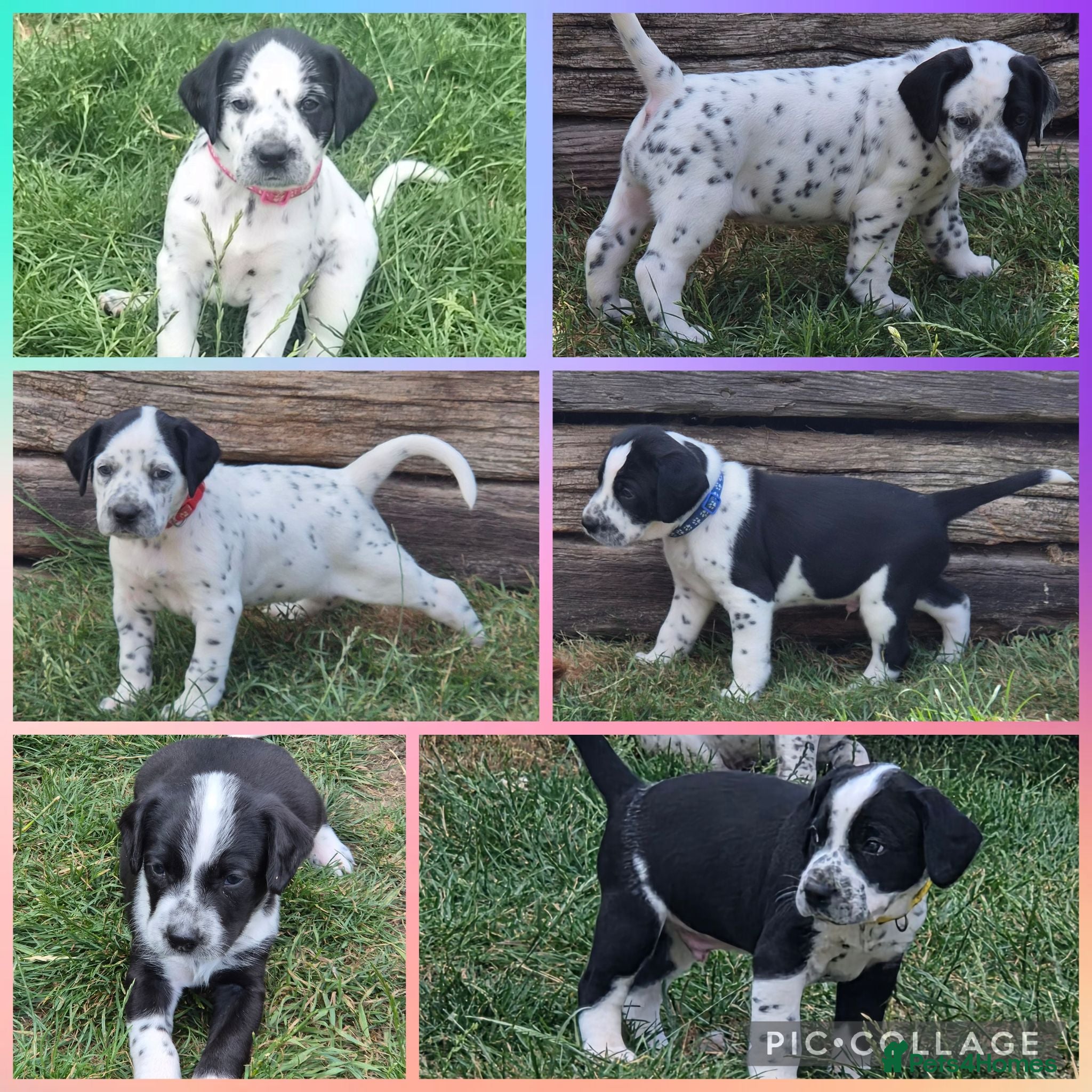 Mixed Breed dogs Beautiful Sprollie x Dalmatian pups - Advert 5