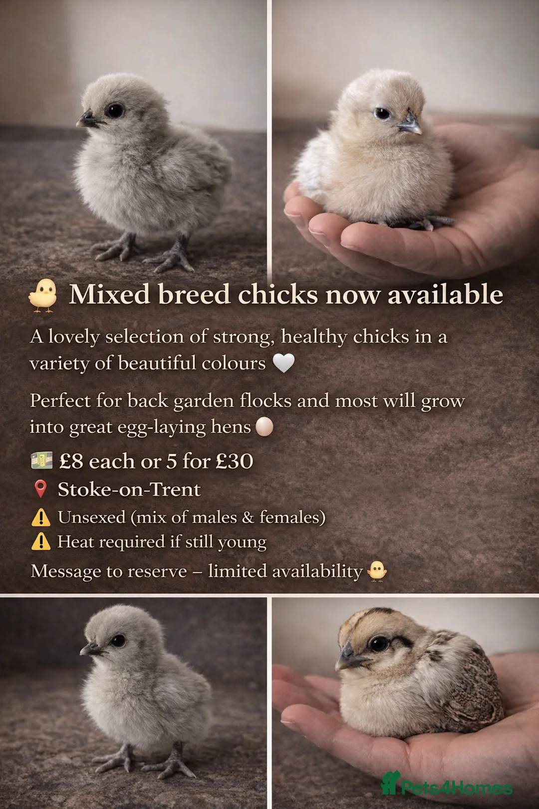 Mixed Breed poultry for sale: Chicks for sale - Advert 2