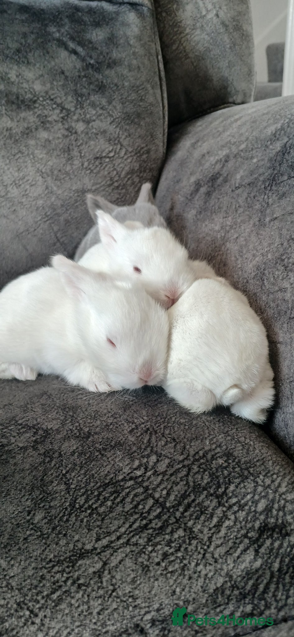 Mixed Breed rabbits albino rabbits - Advert 21