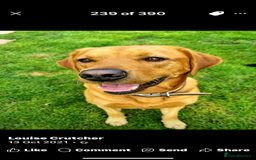 Mixed Breed dogs for sale: Vizslador puppies - Image 8