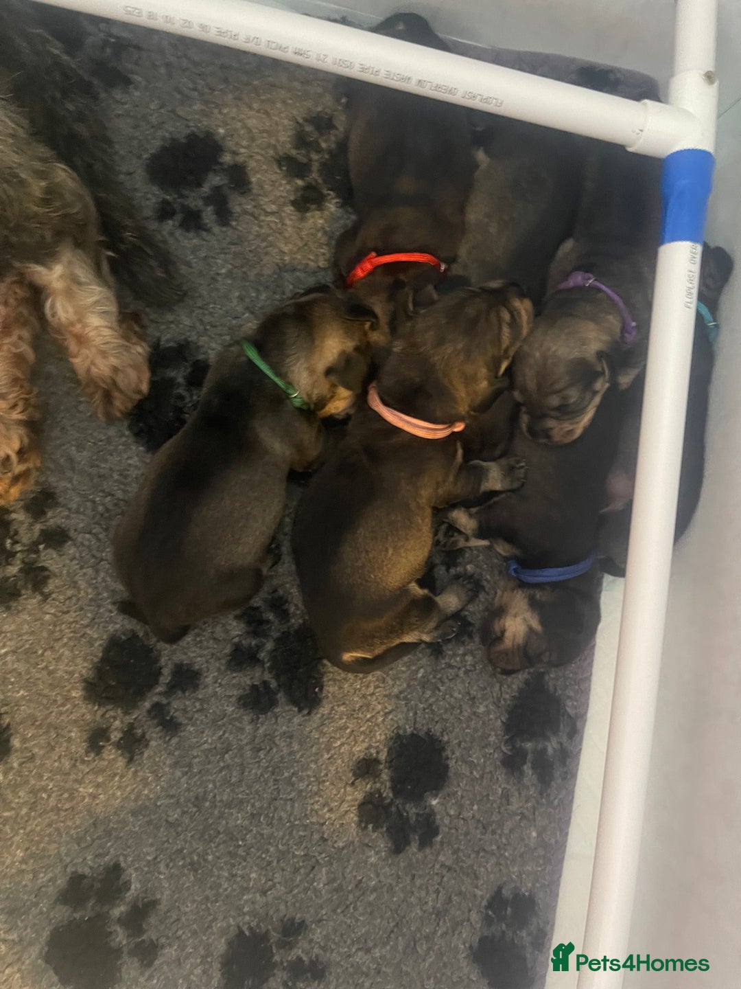 Dachshund dogs for sale: Kc registered standard wirehaired dachshund  - Image 8