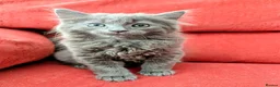 Mixed Breed cats for sale: Stunning Fluffy Kittens  - Advert 4