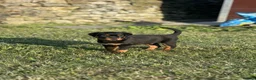 Rottweiler dogs for sale: 🐾 KC Registered Rottweiler Puppies for sale in Huddersfield - Advert 33