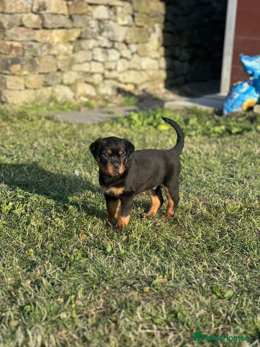 Rottweiler dogs for sale: 🐾 KC Registered Rottweiler Puppies for sale in Huddersfield - Advert 33