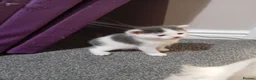 Mixed Breed cats for sale: Playful kittens ✨ - Advert 6