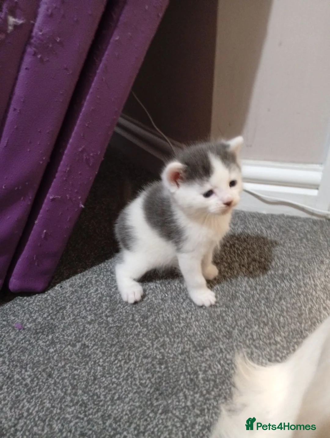 Mixed Breed cats for sale: Playful kittens ✨ - Advert 6
