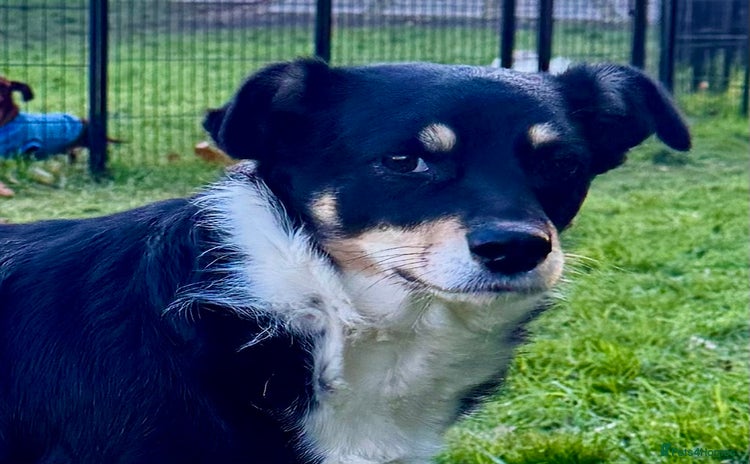 Border Collie dogs Agata: Left Behind, but Never Stopped Hoping - Advert 4