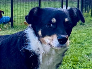 Border Collie dogs Agata: Left Behind, but Never Stopped Hoping - Advert 5