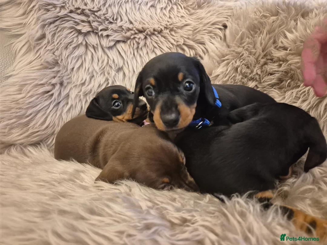 Miniature Dachshund dogs for sale: Adorable KC Pedigree Miniature Dachshund Puppies - Advert 15