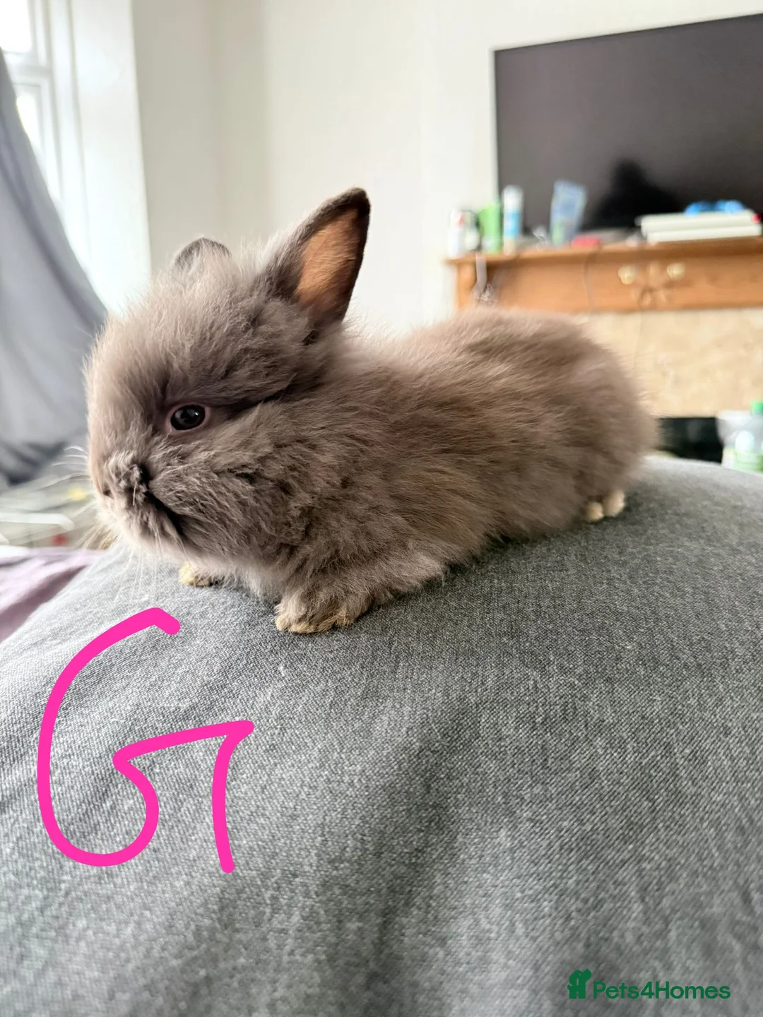 Lionhead rabbits for sale: BEAUTIFUL LIONHEAD BABY FOR SALE - Advert 2