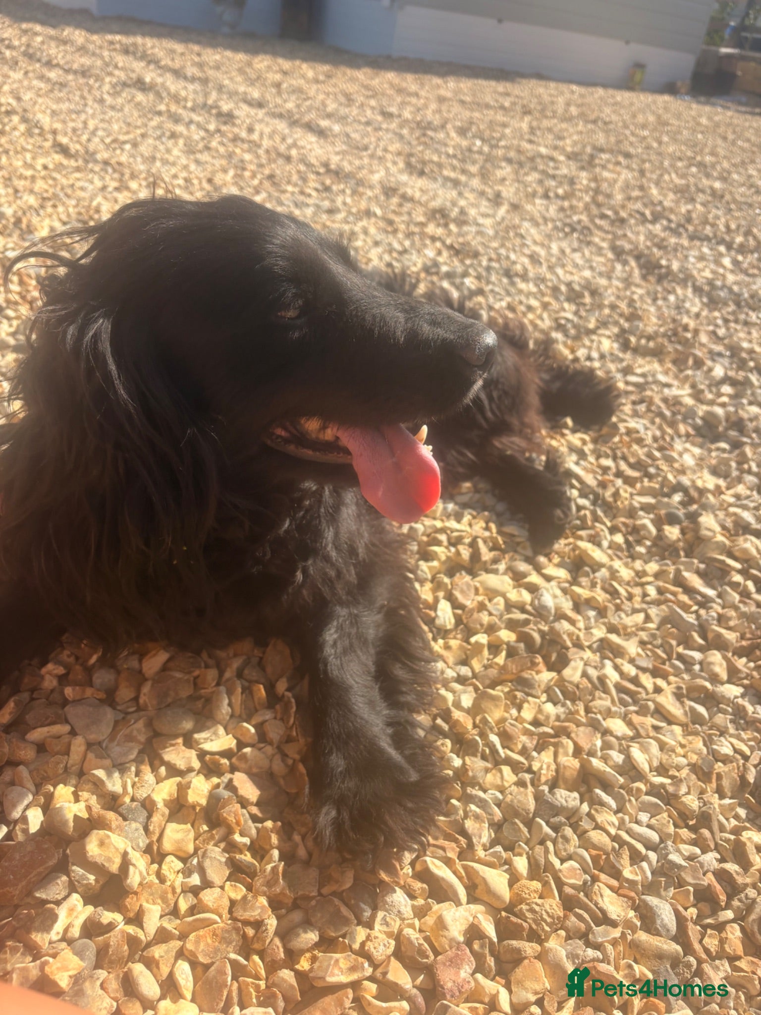 Cocker Spaniel dogs Female cocker spaniel - Advert 13