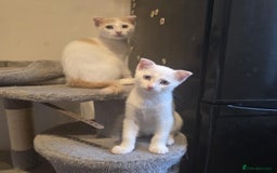 Mixed Breed cats for sale: Scottish Fold Mix with Domestic Shorthair (calico) - Image 12