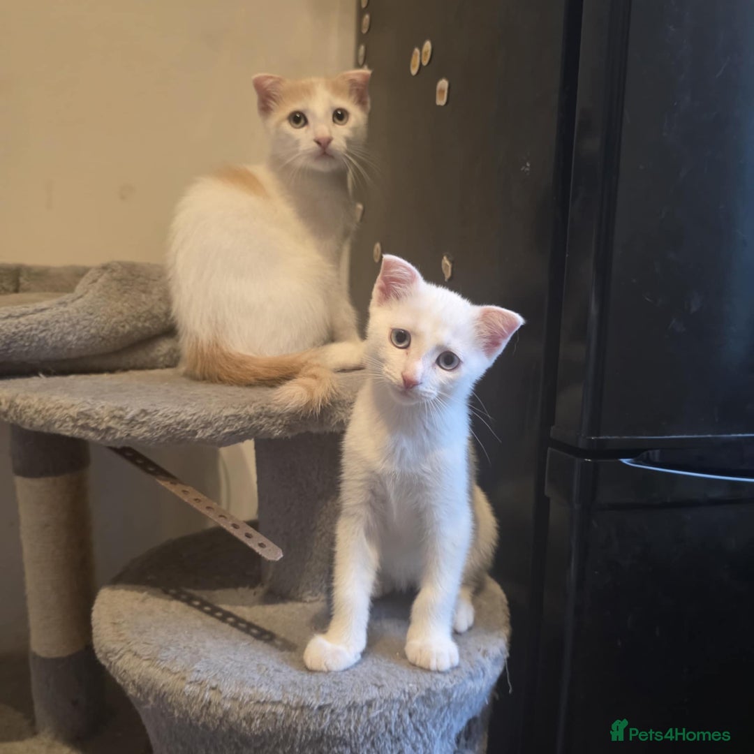 Mixed Breed cats for sale: Scottish Fold Mix with Domestic Shorthair (calico) - Image 12