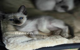 Oriental cats for sale: 8 supersoft GCCF registered Oriental kittens  - Image 5