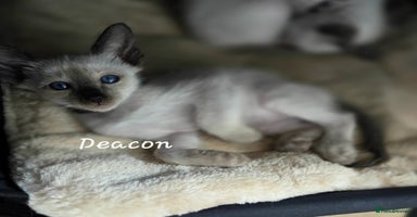 Oriental cats - Advert 5