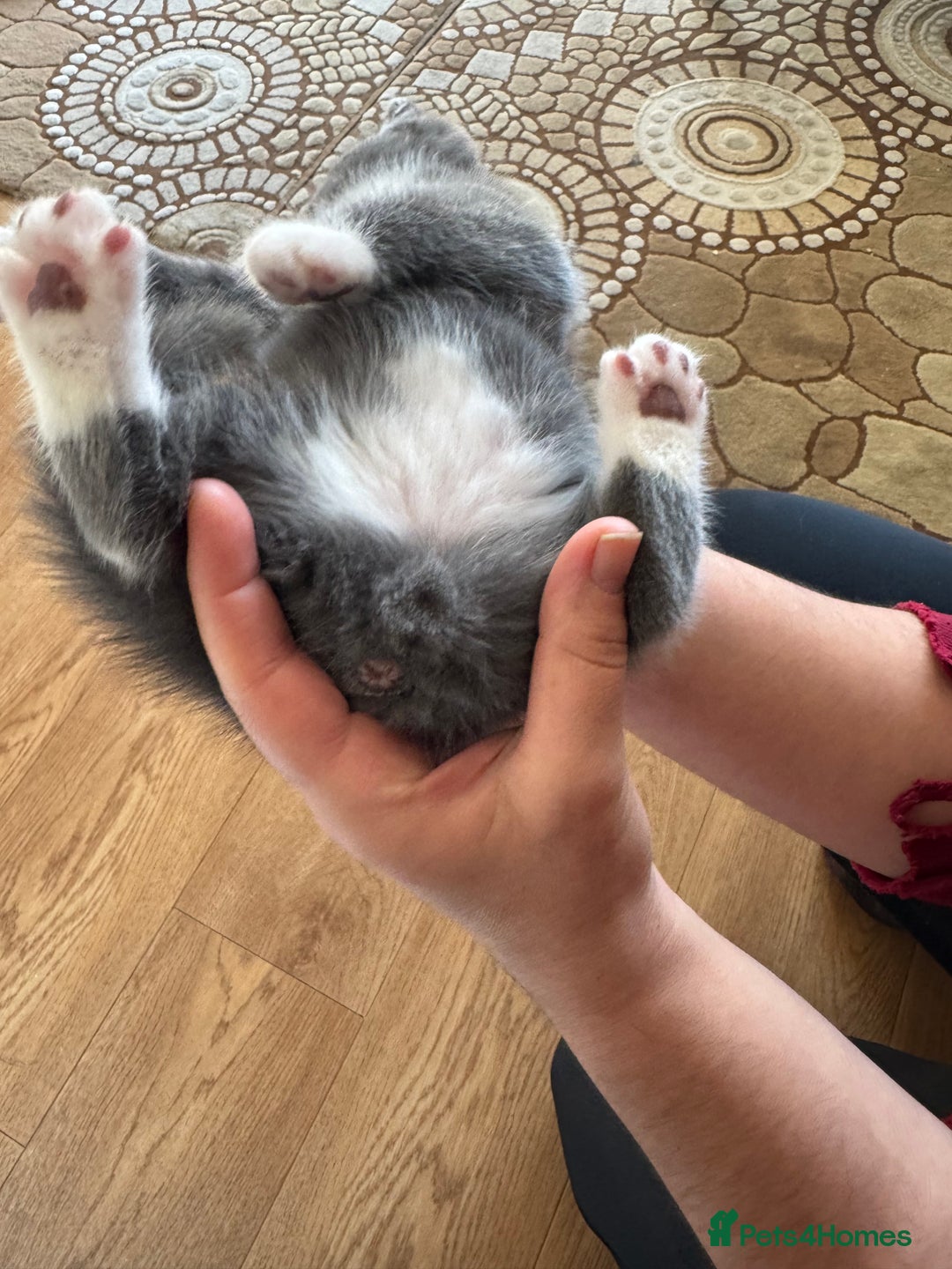 British Shorthair cats for sale: It’s a British short hair  - Image 4