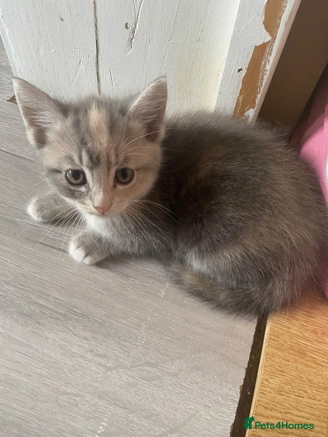 Mixed Breed cats for sale: Adorable kittens  in Bedford - Advert 8