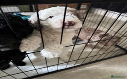 Labradoodle dogs for sale: Chocolate Parti Merle labradoodle (last one) - Image 5