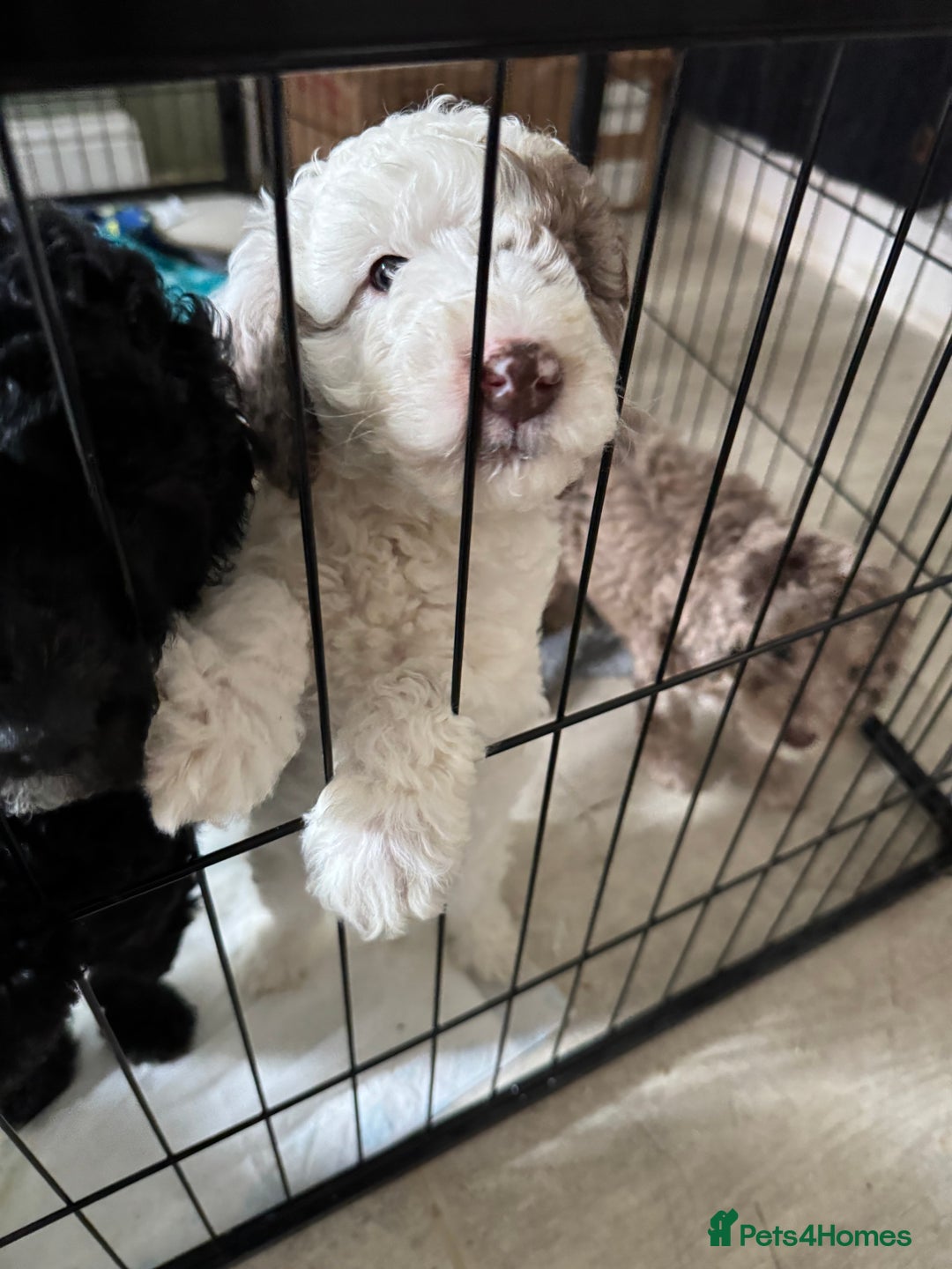 Labradoodle dogs for sale: Chocolate Parti Merle labradoodle (last one) - Image 5